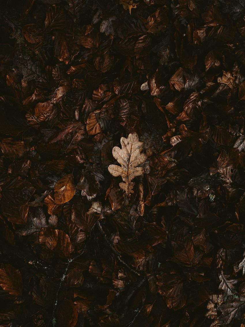자연, 가을, 나뭇잎, 마른, 타락한 HD 전화 배경 화면