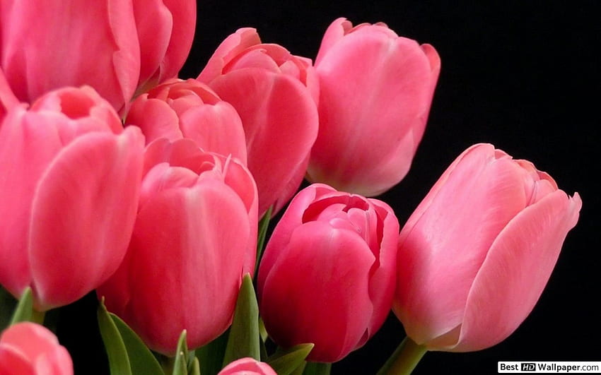 Dark font Pink tulip HD wallpaper