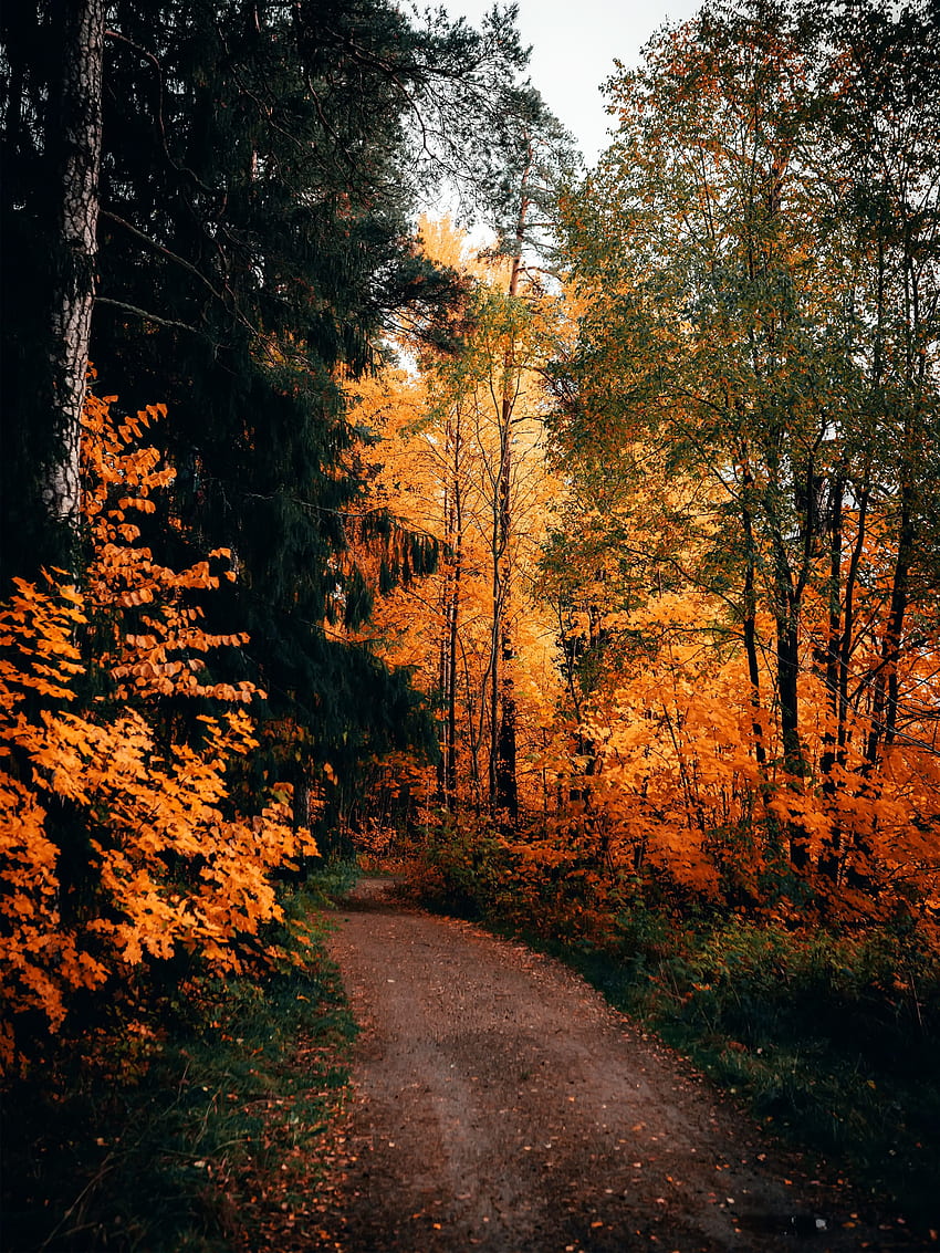 Wanderweg im Herbst. Wallerywallery.app HD-Handy-Hintergrundbild