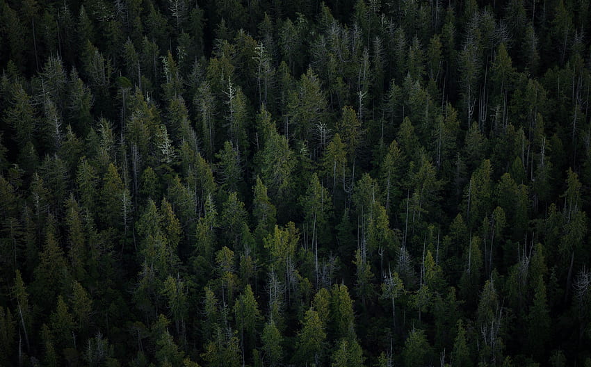 Ağaçlar, Üstten Görünüm, Orman HD duvar kağıdı