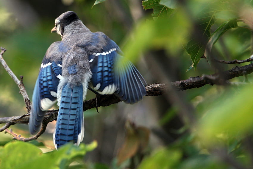 สัตว์ ใบไม้ นก เบลอ เรียบ กิ่งไม้ คลื่น กวาด Blue Jay ถั่วเหลืองสีฟ้า Cyanocitta Cristata วอลล์เปเปอร์ HD