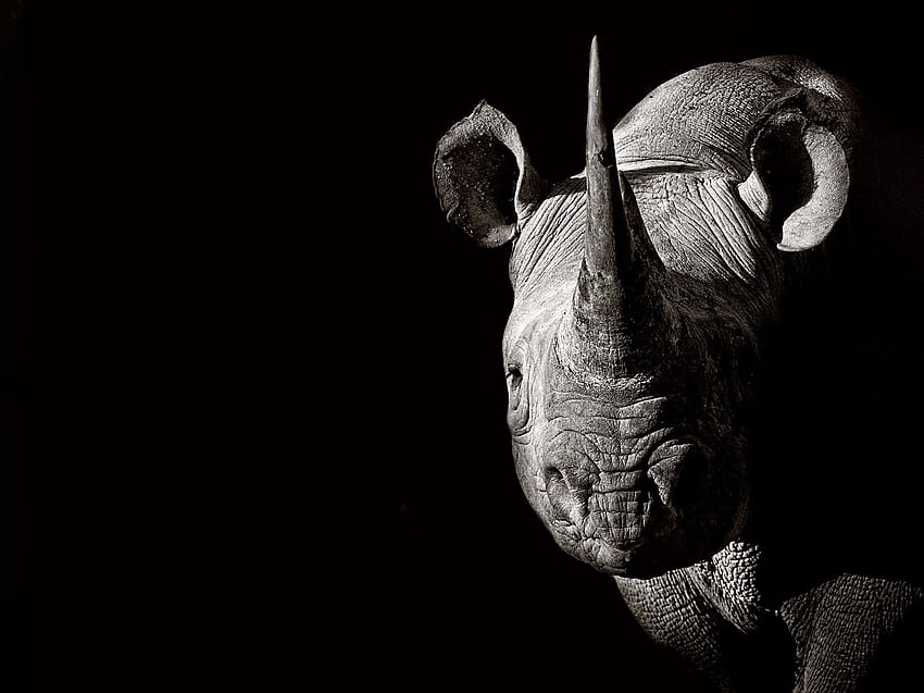 Rhino. Animal HD wallpaper | Pxfuel