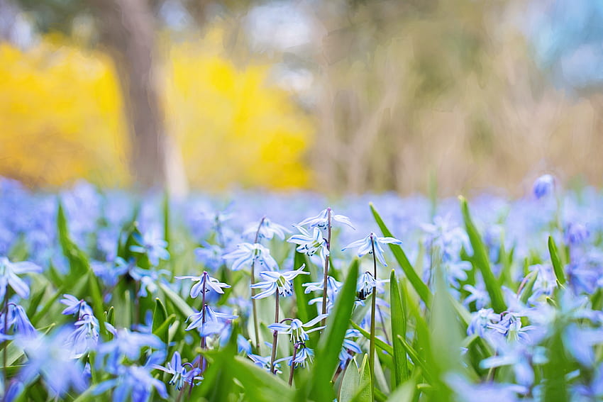Nature, Flowers, Grass, Blur, Smooth, Field HD wallpaper