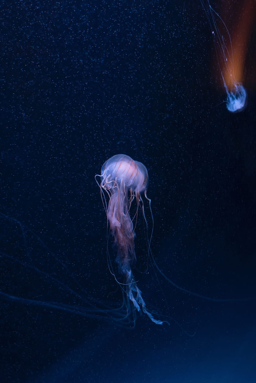 animaux, méduse, océan, monde sous-marin, tentacules, sous-marin, sous-marin Fond d'écran de téléphone HD
