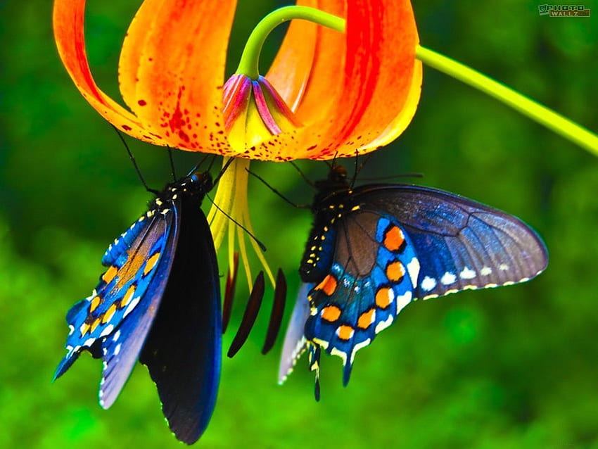 Blue Butterfly, Real graphy HD wallpaper