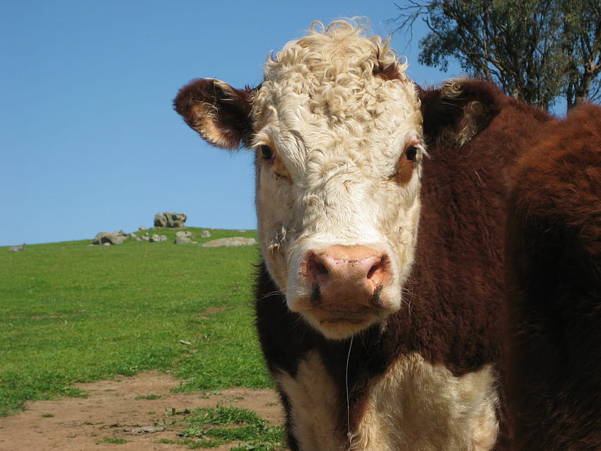 Moo patrzy na mnie?, zwierzę, krowa, bydło, kraj Tapeta HD