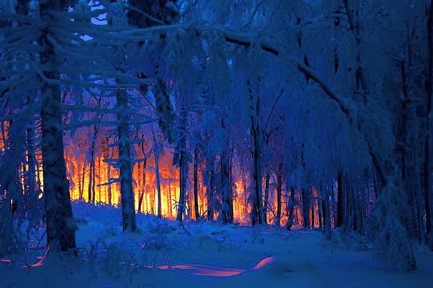 Winter fire, forst, snow, flames, trees, fire, glow of red and orange HD wallpaper