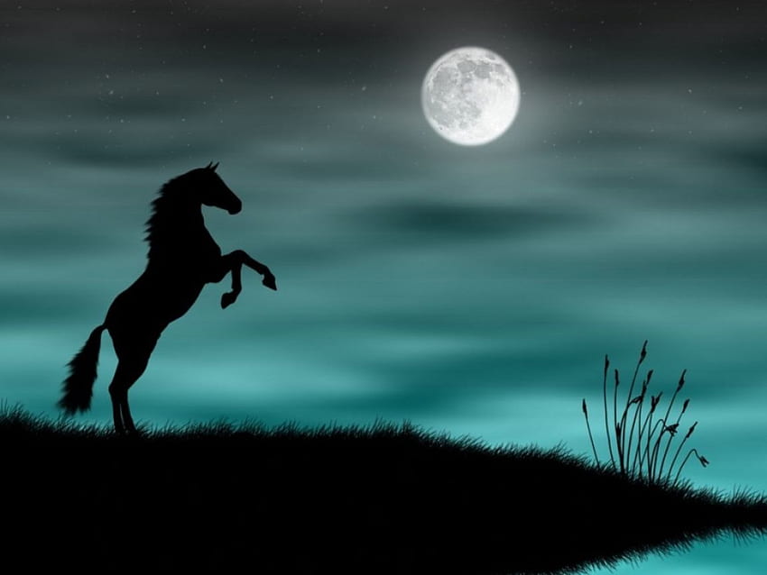 Wildpferd-Silhouette, Pferde, 3d HD-Hintergrundbild