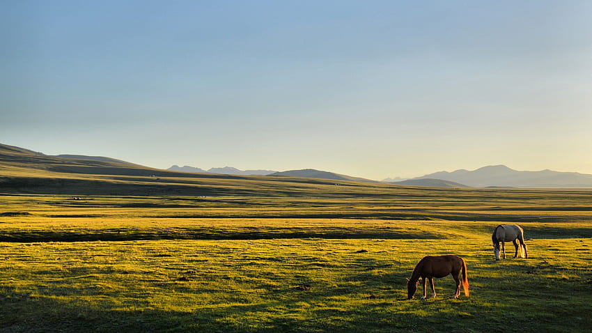 Brown and white horses, horse, Kyrgyzstan, Song Kul, plains HD wallpaper