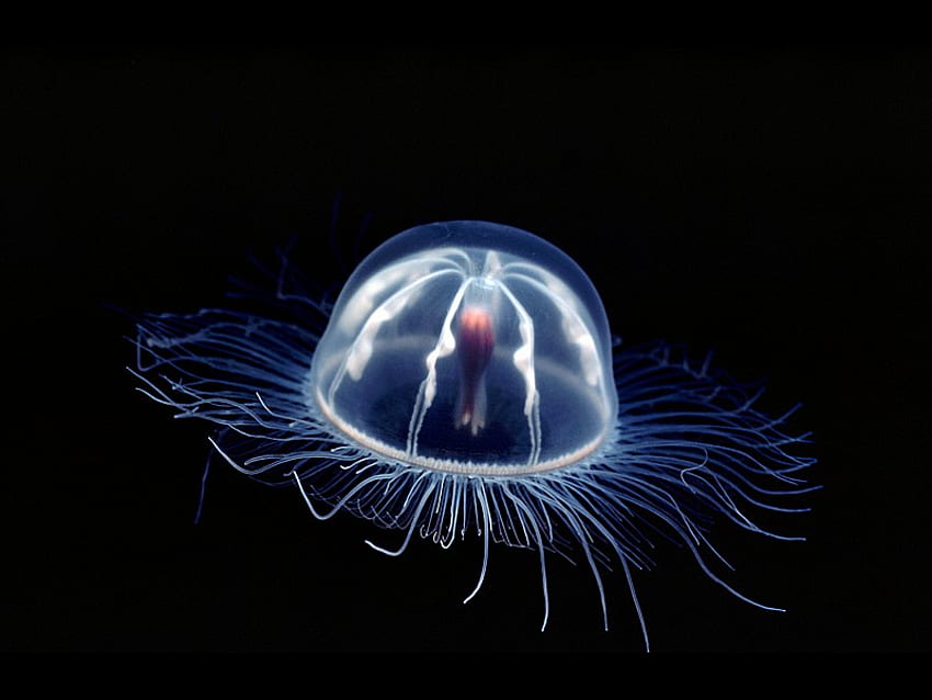Jellyfish, cool HD wallpaper