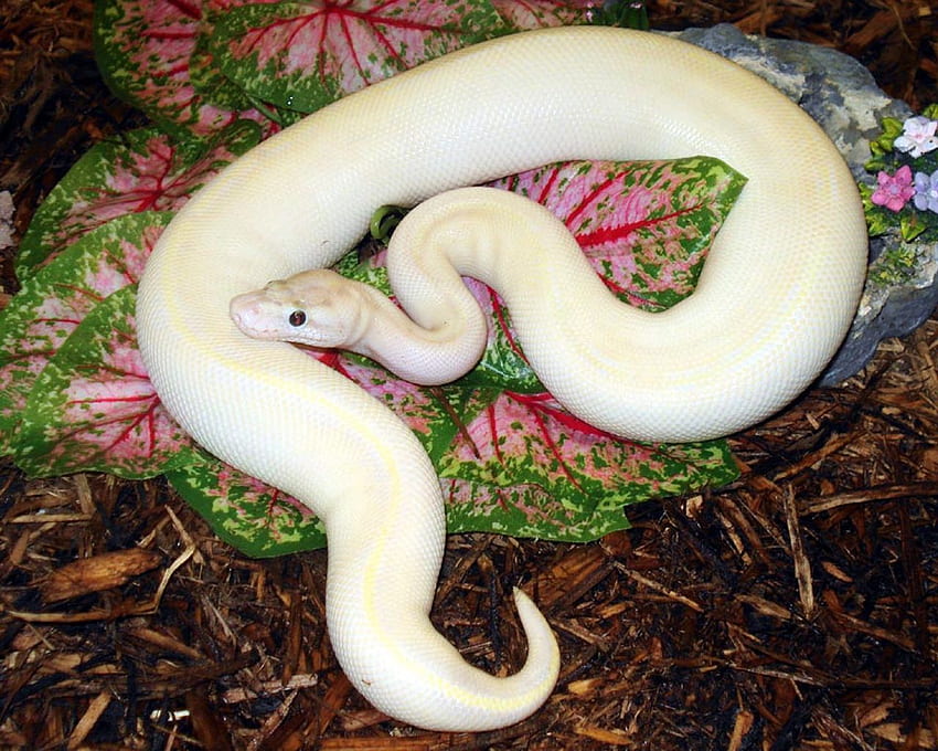 Phyton Ivory Ball Python with HD wallpaper | Pxfuel