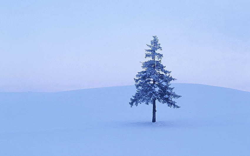 Inverno, natura, neve, legno, albero, campo, abete rosso, abete, brina, brina Sfondo HD