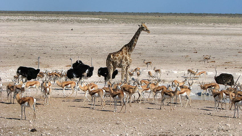 animales, avestruz, desierto, paseo, jirafa, áfrica fondo de pantalla