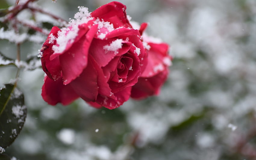 ️, Flower, Snow, Red, Rose HD wallpaper