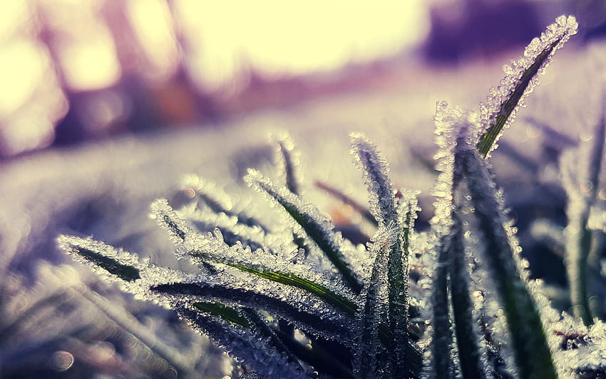 Grass, Ice, Macro, Hoarfrost, Frost HD wallpaper