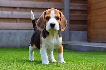 Free download Beagle HD Wallpaper 2560x1600 for your Desktop Mobile   Tablet  Explore 59 Beagle Wallpaper for Desktop  Beagle Wallpaper Beagle  Puppy Wallpaper Beagle Wallpaper Border