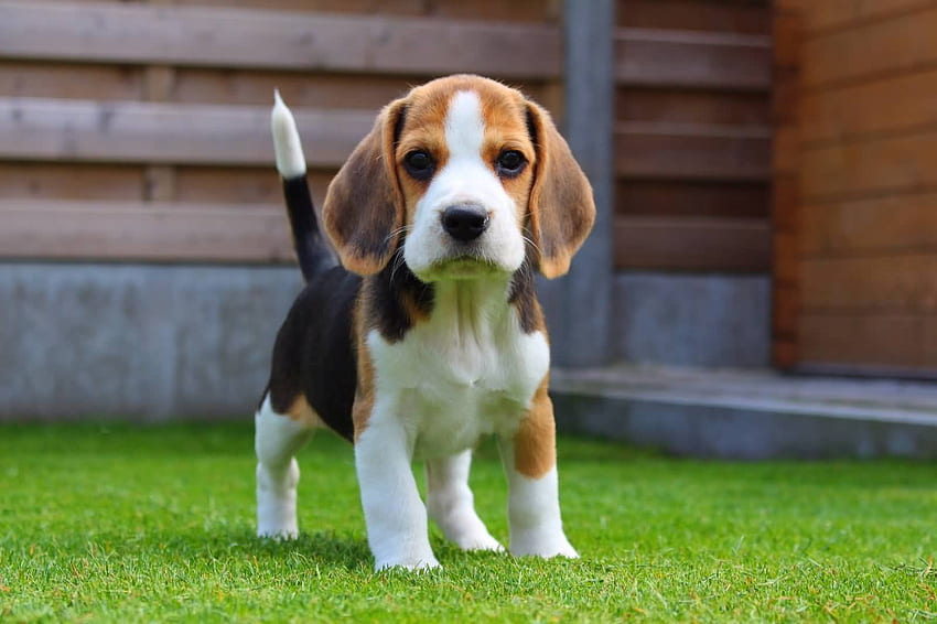 Perro beagle muy lindo, y fondo de pantalla