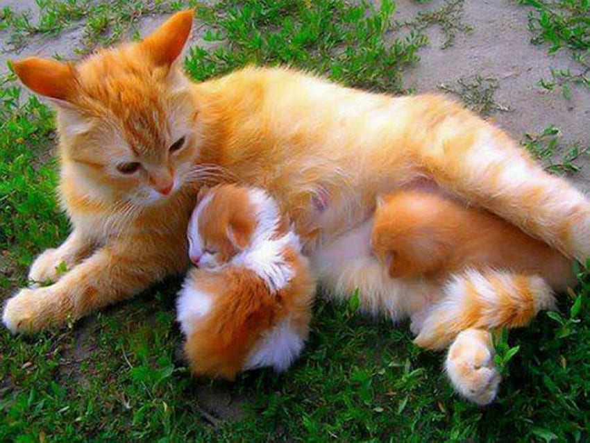 Contenu, chaton, blanc, mère, chat, orange Fond d'écran HD