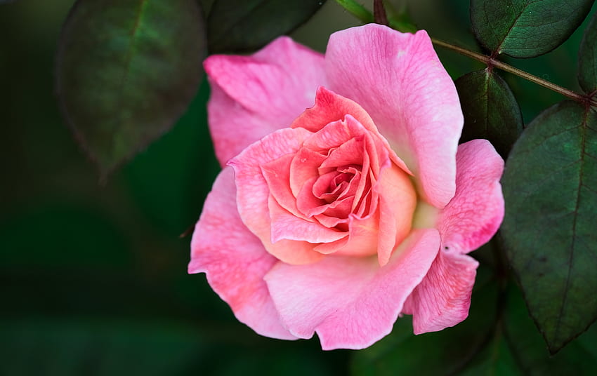 Pink Rose, Pink, Flower, Petals, Rose HD wallpaper | Pxfuel