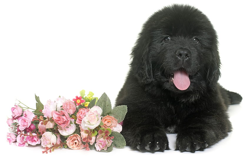 flowers, black, fluffy, puppy, lies, Newfoundland for , section собаки HD wallpaper