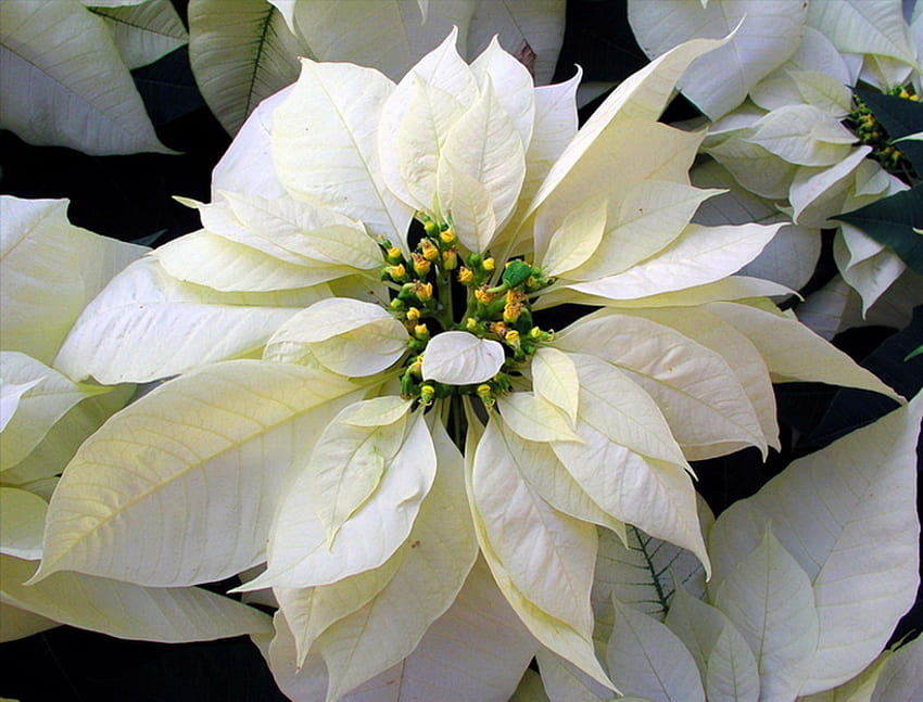 Pour SuzzieCue, hiver, blanc, poinsettia, fleur, vert, birtay, décembre Fond d'écran HD