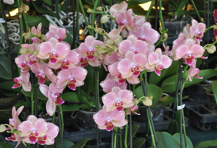 Flores, Orquídeas, Vasos, Caules, Exóticos, Exóticos papel de parede HD
