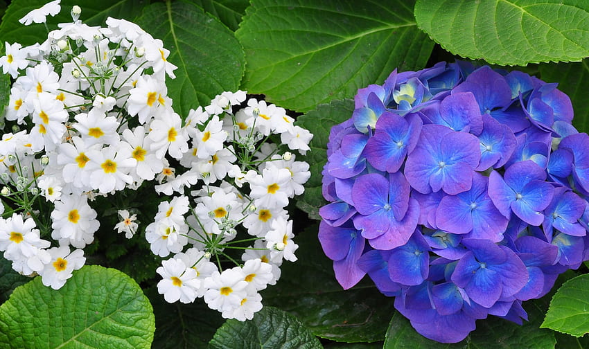 Kwiaty, Liście, Zbliżenie, Zieloni, Hortensja, Pierwiosnek Tapeta HD
