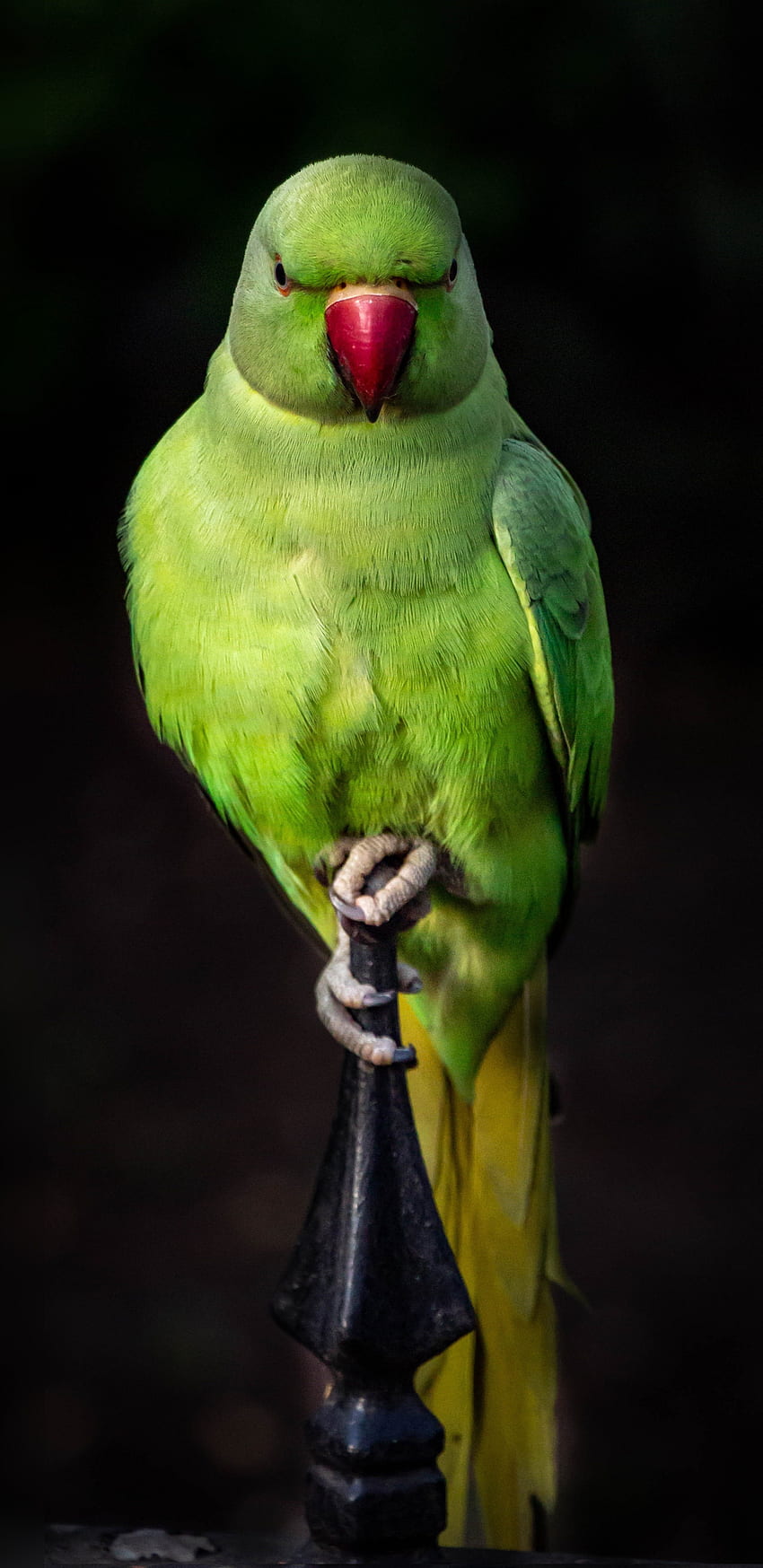 parrot, green, bird, sit, portrait, samsung galaxy s8, samsung galaxy s8 plus, , background, 8309, Parrot Linux HD phone wallpaper