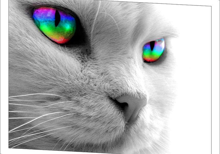 グレースケールの猫だが虹色の目 / そしてモバイルの背景 高画質の壁紙