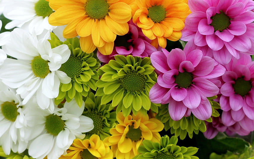 국화꽃, 큰머리, 그라피, 예쁜, 섞다, , 국화, 꽃, 자연 HD 월페이퍼