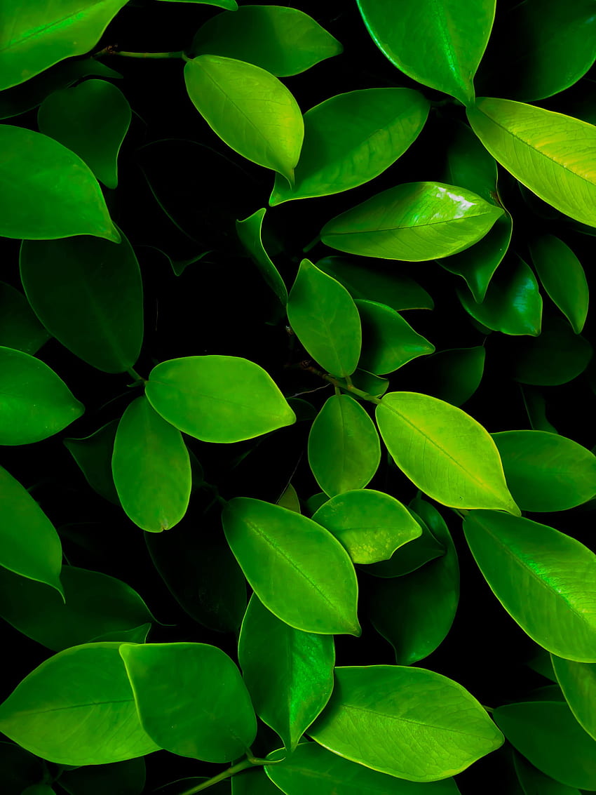 Leaves, Bush, Macro HD phone wallpaper | Pxfuel