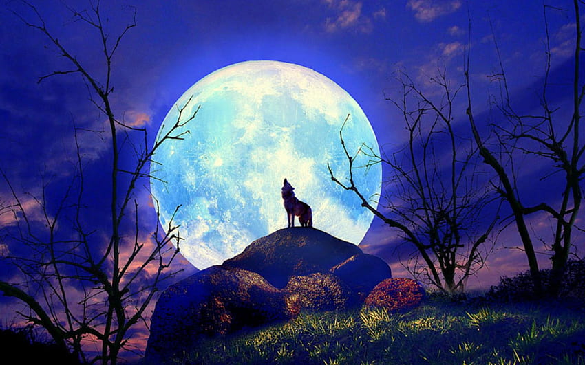 Wolf Nature Full Moon Yelp . Wolf Nature Full Moon Yelp HD wallpaper