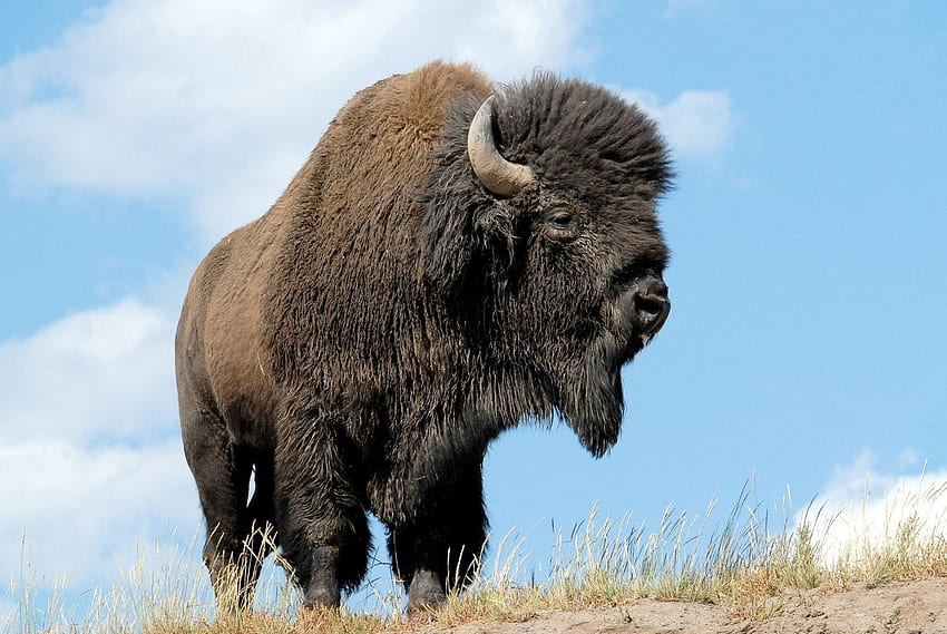 espécies ameaçadas de extinção Bison North America. O bisonte americano, búfalo nativo americano papel de parede HD