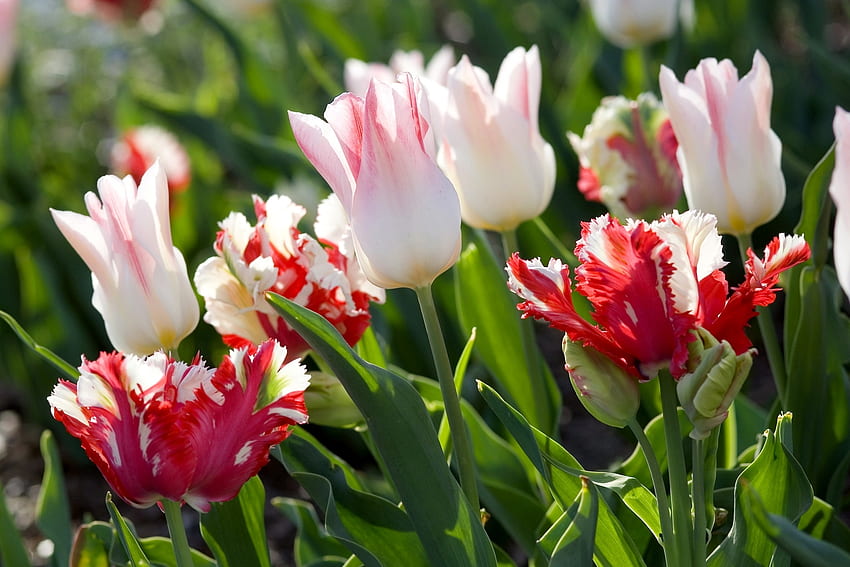 Fiori, tulipani, verdi, soleggiati, variegati, screziati Sfondo HD