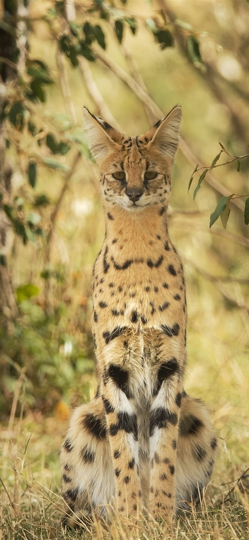 Wildkatze, Serval, Natur, Gras, Pflanzen IPhone 8 7 6 6S Plus , Hintergrund HD-Handy-Hintergrundbild