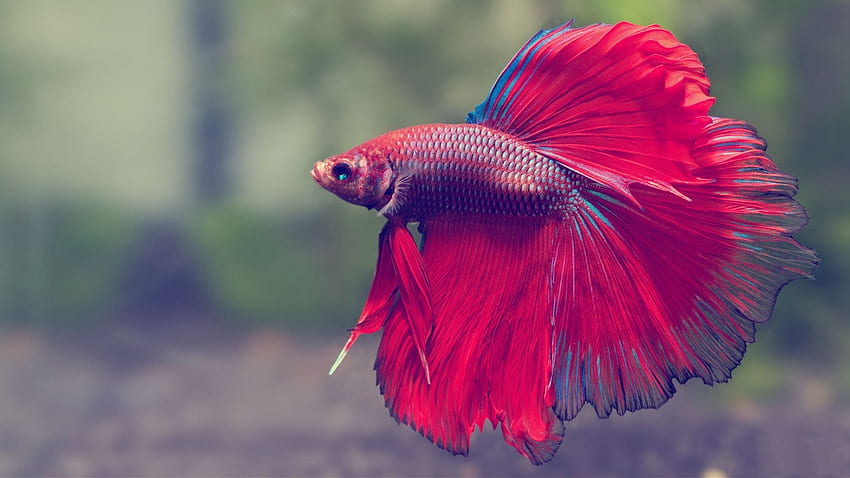 Underwater Tag - Siamese Tropical Betta Fish Fighting Psychedelic Underwater Best Live Android for HD-Hintergrundbild