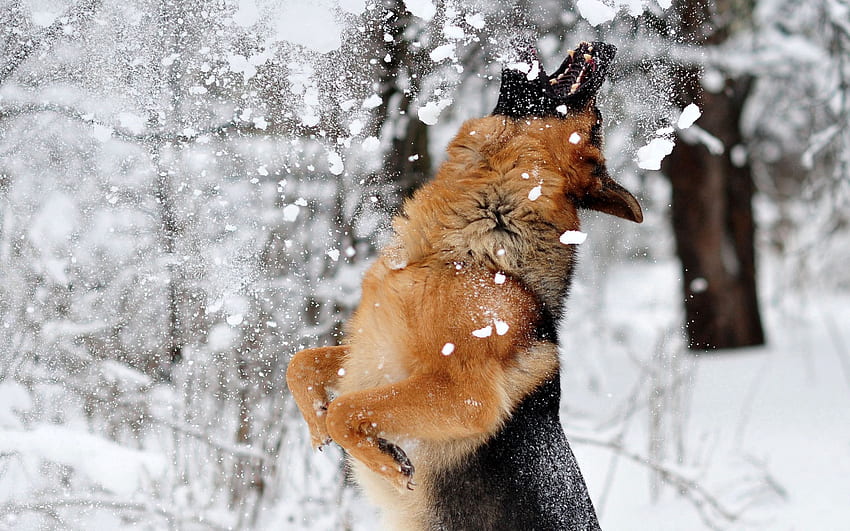 Zwierzęta, śnieg, pies, odbijanie, skakanie, gra, owczarek niemiecki Tapeta HD