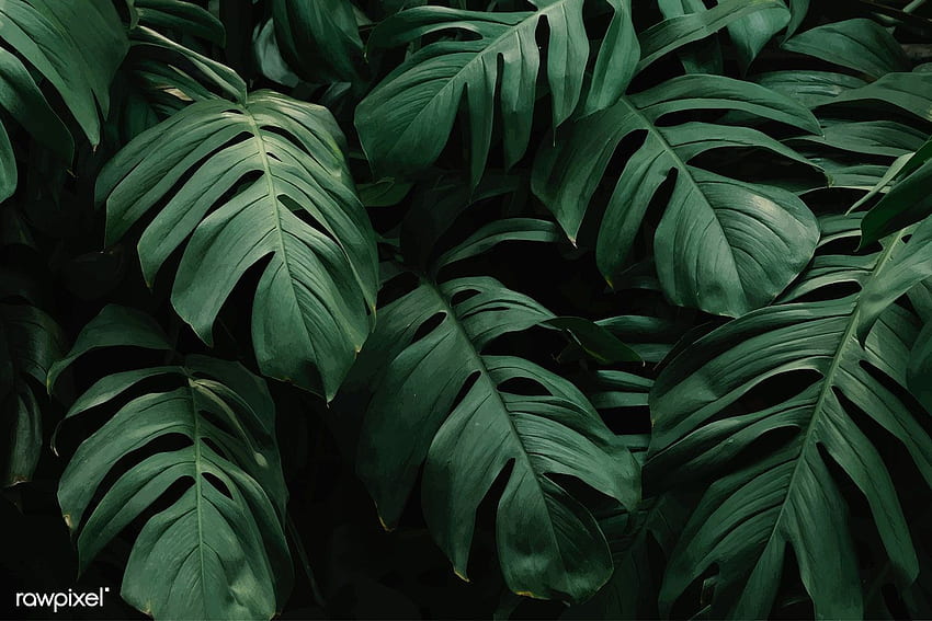 Zielone tropikalne liście tło wektor. / Aom Woraluck / Chim /. Tło zielonego liścia, Tło liścia, Estetyka Tapeta HD