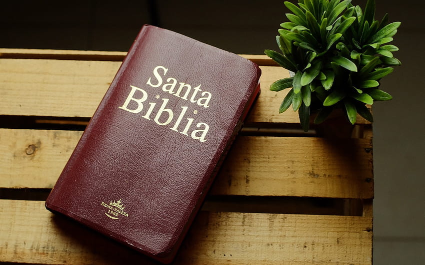 Света Библия, дървена, растение, книга, Библия HD тапет