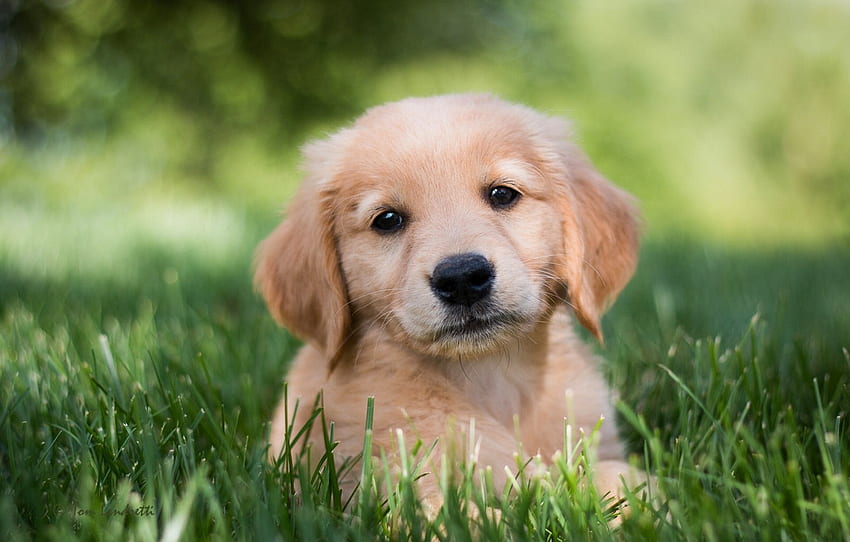 草, 見て, 犬, 子犬, ゴールデンレトリバー, ゴールデンレトリバー, セクション собаки, かわいいゴールデンレトリバー 高画質の壁紙