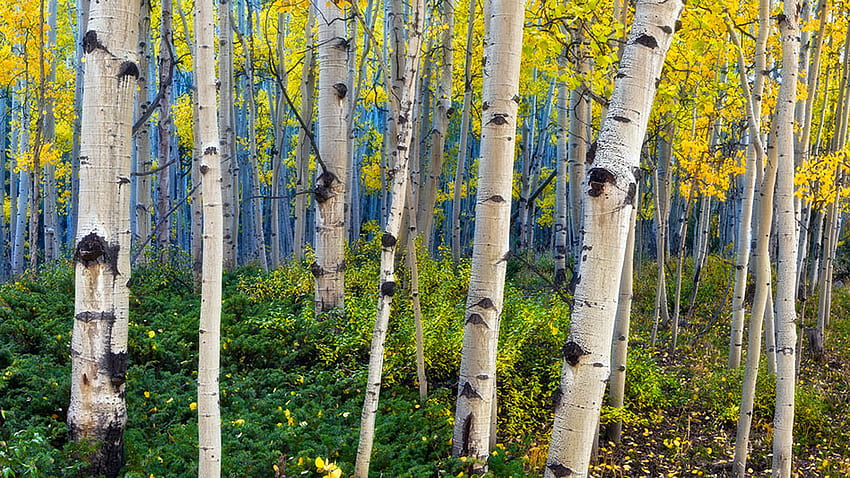 Beauty Of Aspen Trees Colorado HD wallpaper | Pxfuel