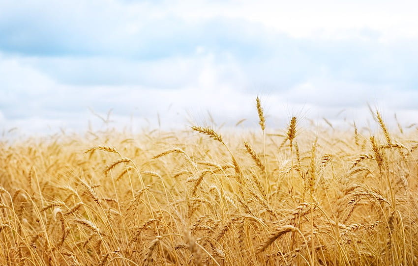 gandum, panen, bulir, telinga, paku, bidang alam untuk , bagian природа Wallpaper HD