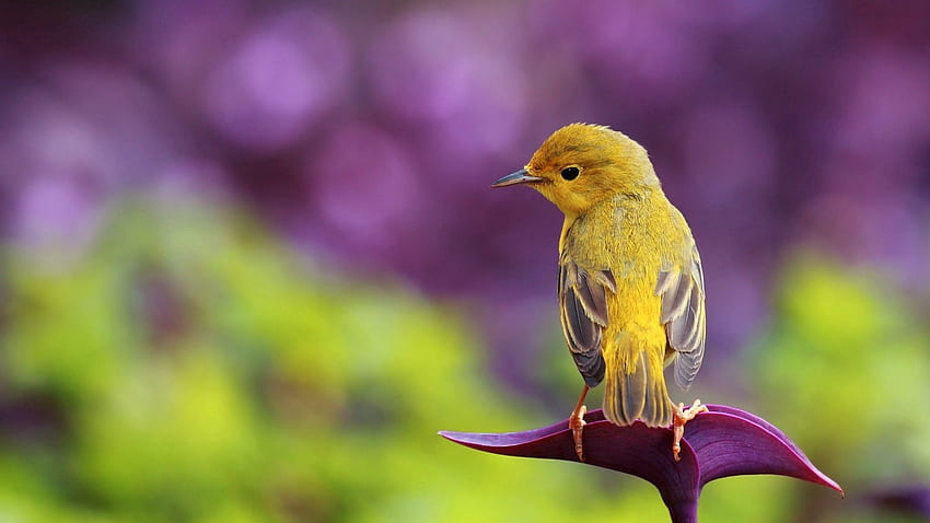สัตว์ นก นั่ง สวยงาม สาขา สี วอลล์เปเปอร์ HD