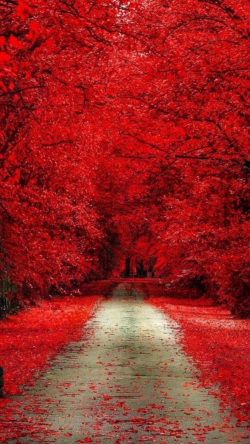Bello per, alberi rossi Sfondo del telefono HD