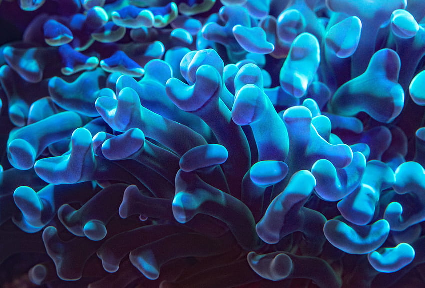 ใต้น้ำ ปะการัง ระยะใกล้ สีฟ้า วอลล์เปเปอร์ HD
