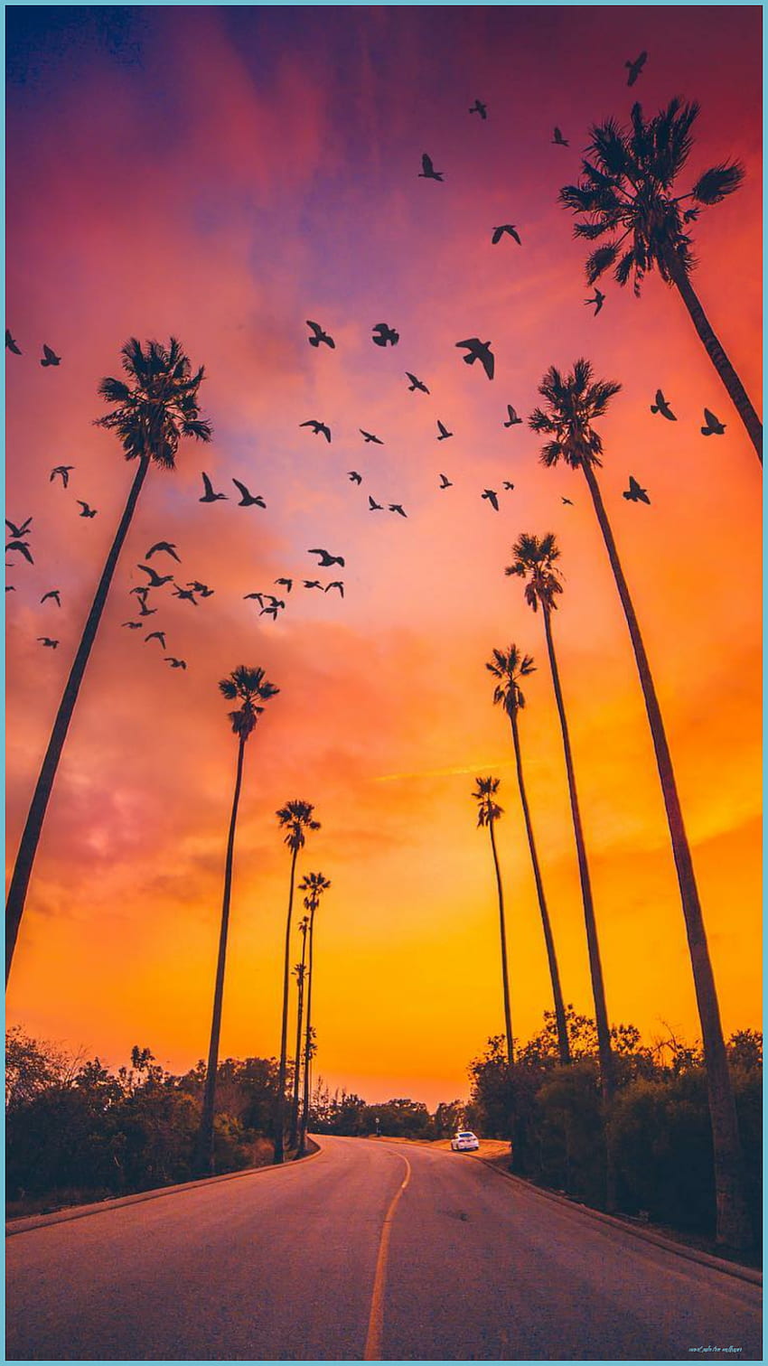 Palm Tree Sunset IPhone - Топ Palm Tree Sunset - Sunset Palm Tree HD тапет за телефон