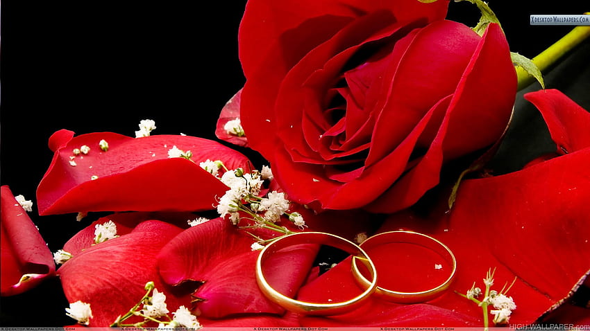Two Wedding Golden Rings With Red Rose HD wallpaper