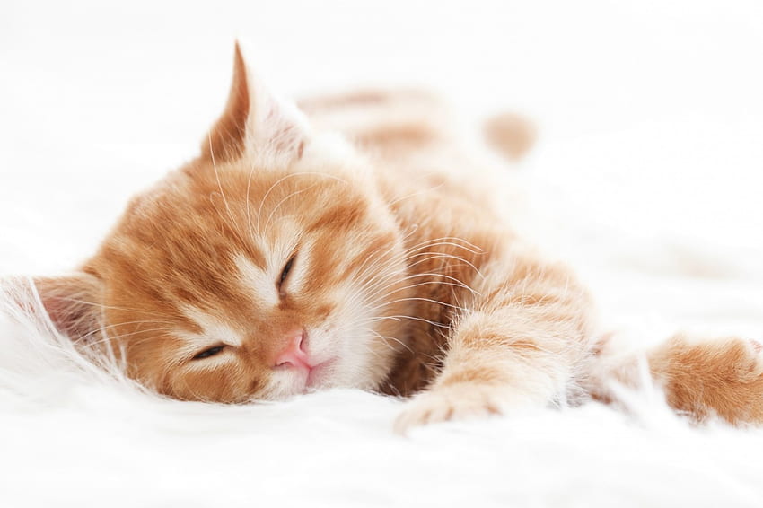 durmiendo, gatito, dulce, animal, blanco, lindo, gato, naranja, jengibre, pisica, pata, dormir fondo de pantalla