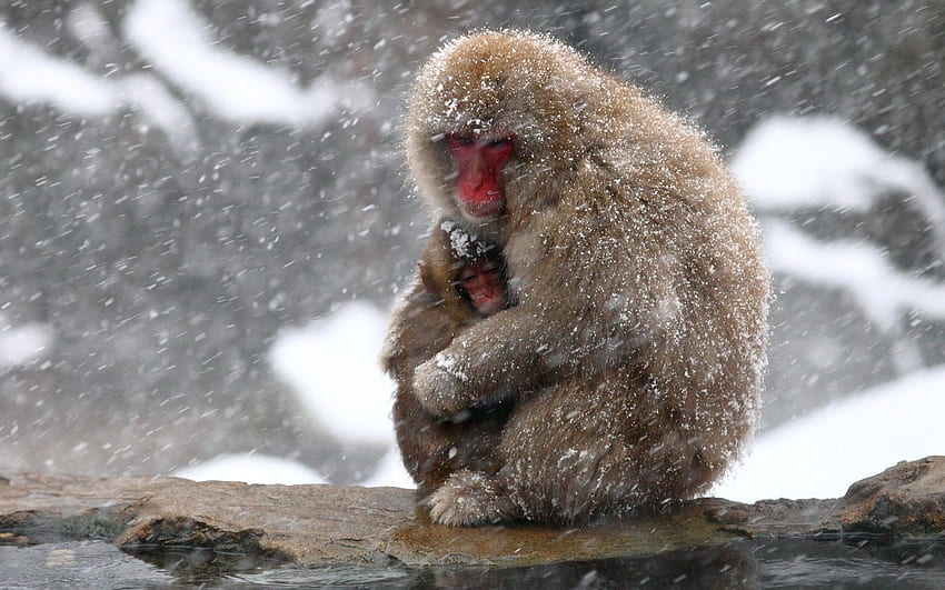 Baby Animals: Monkey Winter Animals Snowing Mother Nature Cute Snow HD wallpaper