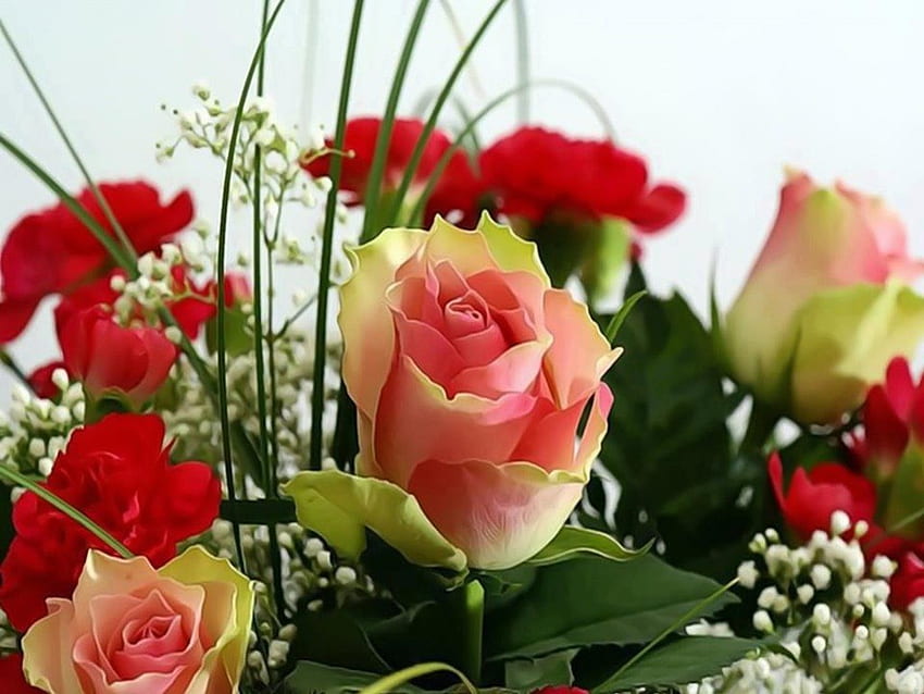 다채로운 장미, 흰색, 장미, 색상, 꽃잎, 핑크, 노랑, 빨강, 꽃, 사랑스러운 HD 월페이퍼